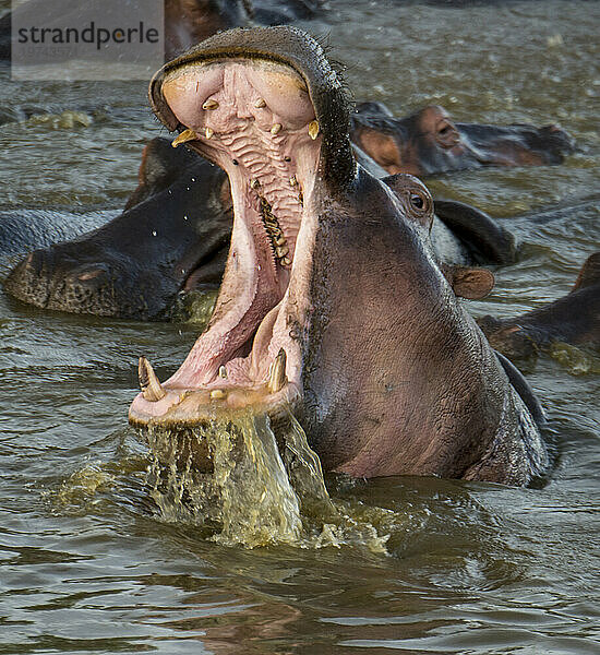 Gähnendes Nilpferd (Hippopotamus amphibius) im Serengeti-Nationalpark  Tansania; Tansania