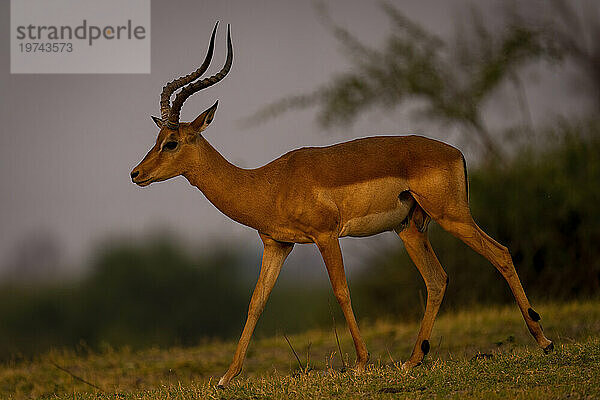 Nahaufnahme eines männlichen Impalas (Aepyceros melampus)  der an einem grasbewachsenen Flussufer in der Savanne im Chobe-Nationalpark entlang spaziert; Chobe  Bostwana