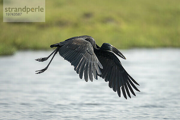 Ein afrikanischer Openbill (Anastomus lamelligerus) fliegt über einen Fluss mit dem grasbewachsenen Ufer in der Ferne  Chobe-Nationalpark; Chobe  Botswana