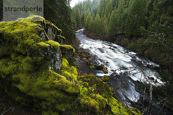 Upper Rogue River fließt durch eine bewaldete Schlucht im Siskiyou National Forest  Oregon  USA; Oregon  Vereinigte Staaten von Amerika