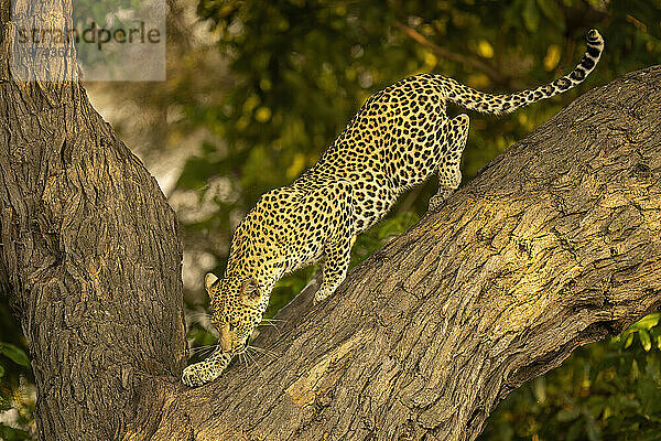 Leopard (Panthera pardus) klettert im Chobe-Nationalpark im Schatten einen gegabelten Baum hinunter; Chobe  Botswana