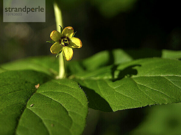 Nahaufnahme einer Quirligen Blutweiderich-Blume (Lysimachia quadrifolia); North Carolina  Vereinigte Staaten von Amerika