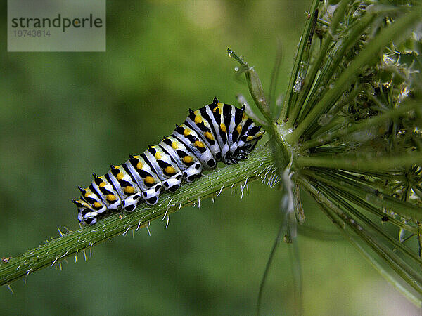 Raupe klettert auf einen Queen Anne's Lace-Stiel  Daucus carota