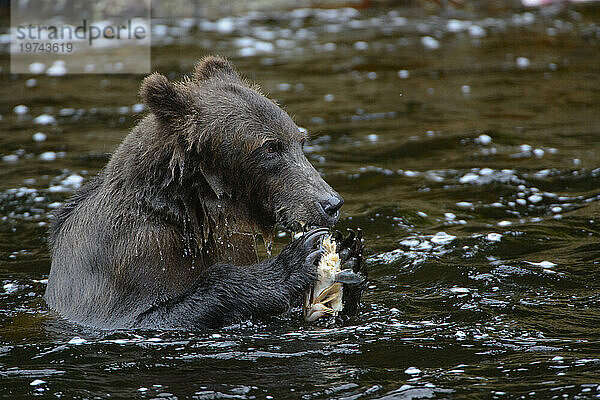 Porträt eines Braunbären (Ursus arctos gyas)  der Rotlachs in den Gewässern der Inside Passage  Alaska  USA  frisst; Alaska  Vereinigte Staaten von Amerika