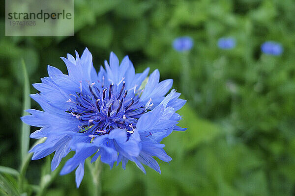 Nahaufnahme einer blühenden blauen Kornblume (Centaurea cyanus)  mit grünen Blättern als Hintergrund