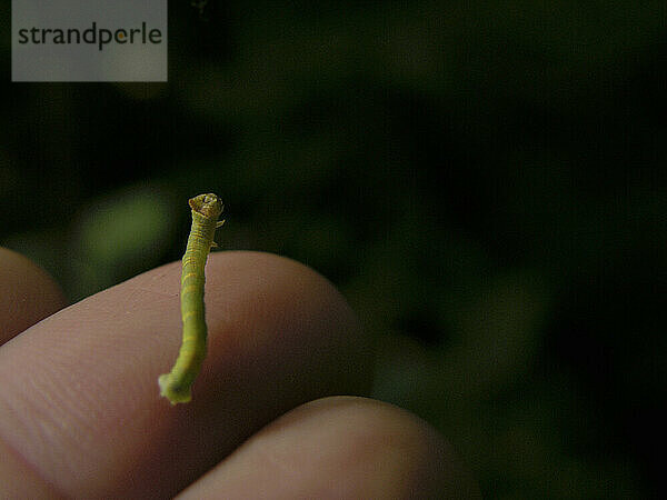 Inchworm balanciert auf einem menschlichen Finger