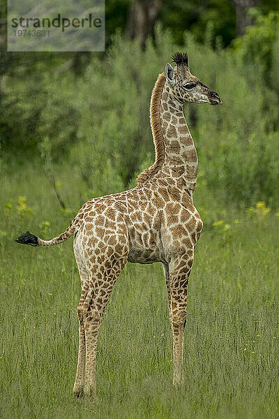 Nahaufnahmeporträt der Profilansicht einer jungen Giraffe; Okavangodelta  Botswana