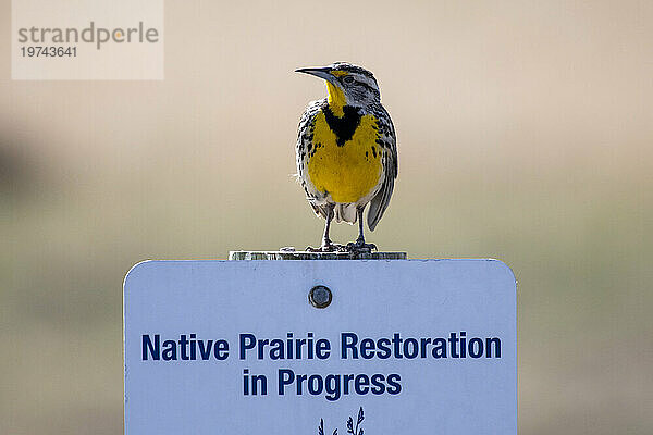 Westliche Wiesenlerche (Sturnella Neglecta) thront auf einem Hinweisschild im Rocky Mountain Arsenal National Wildlife Refuge  Colorado  USA; Colorado  Vereinigte Staaten von Amerika