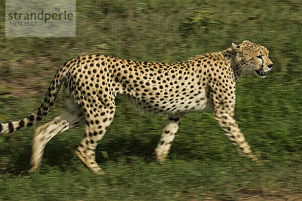 Gepard (Acinonyx jubatus jubatus) auf der Pirsch im Serengeti-Nationalpark; Tansania