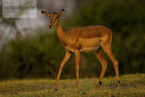 Nahaufnahme eines weiblichen Impalas (Aepyceros melampus)  der einen grasbewachsenen Hang im Chobe-Nationalpark überquert; Chobe  Bostwana