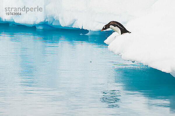 Eselspinguin (Pygoscelis papua) blickt von einem Schelfeis auf das blaue Meerwasser; Antarktis