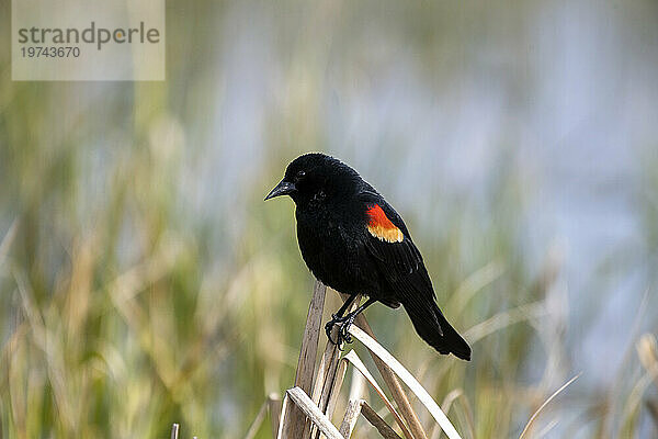 Männlicher Rotschulterstärling (Agelaius phoeniceus) in der Nähe des Nine Pipes National Wildlife Refuge; Charlo  Montana  Vereinigte Staaten von Amerika