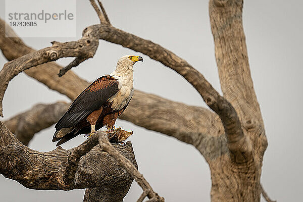 Porträt eines afrikanischen Fischadlers (Haliaeetus vocifer)  der auf einem Baum steht und einen Fisch unter seinem Fuß hält  während er über den Ast hinaus auf die Savanne im Chobe-Nationalpark blickt; Chobe  Botswana