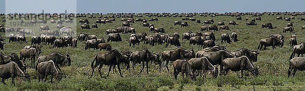 Eine Gnuherde weidet auf dem afrikanischen Grasland im Serengeti-Nationalpark; Tansania