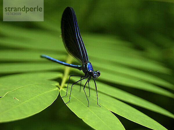 Nahaufnahme einer blauen Libelle auf einem Baumblatt