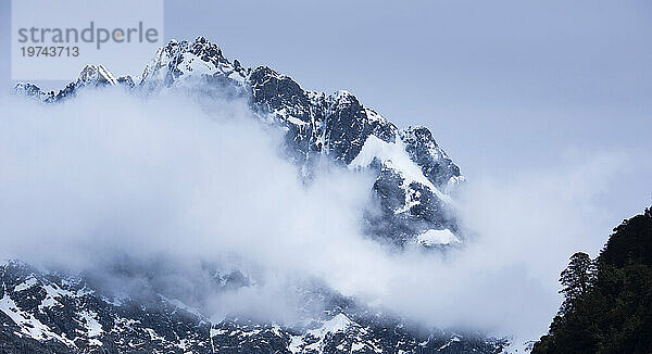 Darran Mountains und eine Buche als Silhouette im Fiordland-Nationalpark; Südinsel  Neuseeland