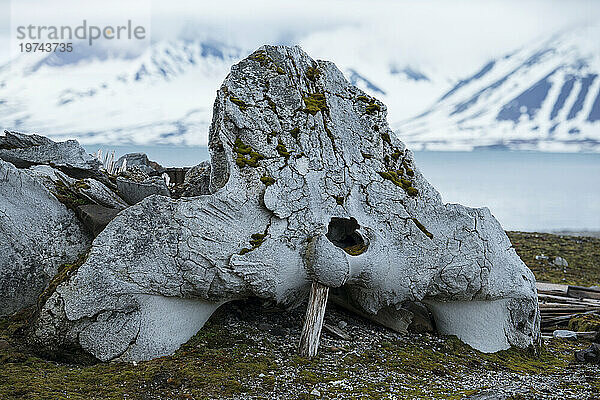 Whale Bones  ein Opfer der Waljagd und -verarbeitung; Edgeoya  Spitzbergen  Norwegen