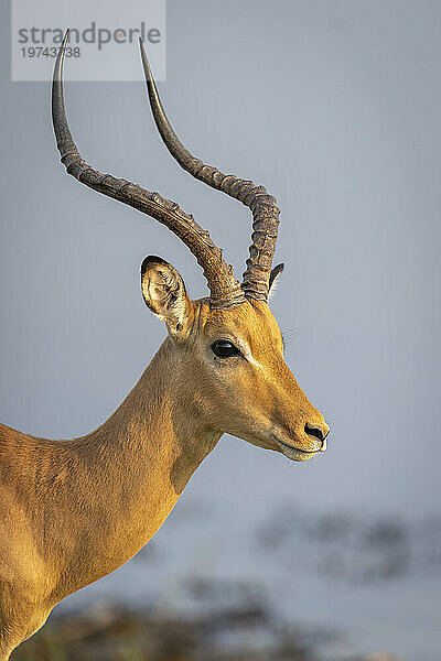 Nahaufnahme eines männlichen Impalas (Aepyceros melampus) mit Gesicht und Hörnern in der Nähe eines Flusses im Chobe-Nationalpark; Chobe  Bostwana