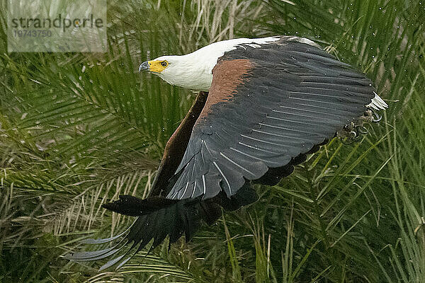 Afrikanischer Fischadler (Haliaeetus vocifer) beim Abheben während der Regenzeit; Okavangodelta  Botswana