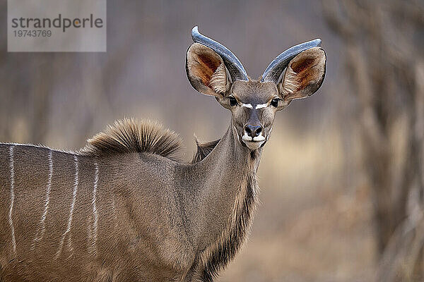 Nahaufnahme eines jungen  männlichen Großen Kudus (Tragelaphus strepsiceros)  der in der Savanne steht und in die Kamera im Chobe-Nationalpark starrt; Chobe  Bostwana