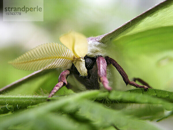 Luna-Motte (Actias luna) ruht auf einem Blatt