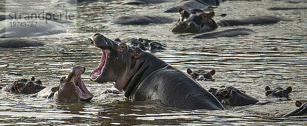 Ausgewachsenes Nilpferd (Hippopotamus amphibius) beim Sparring mit einem Jungtier im Serengeti-Nationalpark  Tansania; Tansania