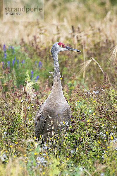 Kanadakranich (Antigone canadensis) steht auf einem von bunten Blumen umgebenen Feld im Creamer's Field Migratory Waterfowl Refuge in Fairbanks; Fairbanks  Alaska  Vereinigte Staaten von Amerika