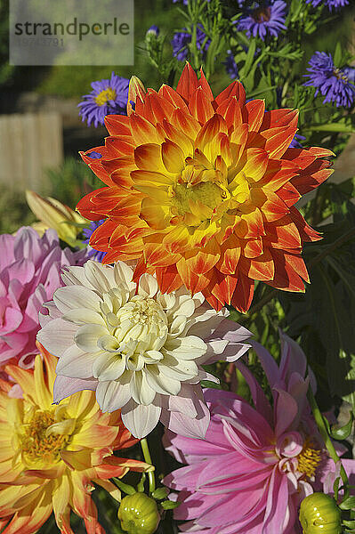 Dahlienblüten fangen die Farben des Sommers ein; Olympia  Washington  Vereinigte Staaten von Amerika