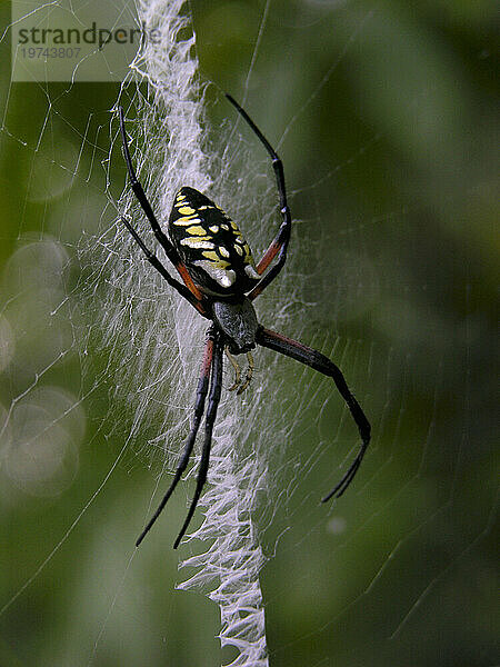 Schwarze und gelbe Argiope-Spinne (Argiope aurantia) spinnt ein Netz; North Carolina  Vereinigte Staaten von Amerika