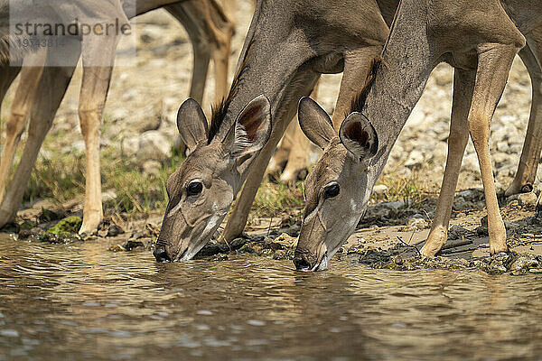 Nahaufnahme eines weiblichen Großen Kudus (Tragelaphus strepsiceros)  der am Fluss steht und im Chobe-Nationalpark trinkt; Chobe  Bostwana