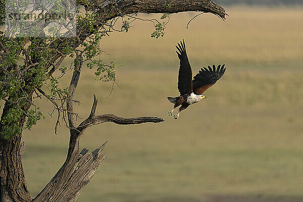 Ein afrikanischer Fischadler (Haliaeetus vocifer) mit baumelnden Beinen  während er seine Flügel hebt  von einem toten Ast abhebt und vom Baum in der Savanne  Chobe-Nationalpark  wegfliegt; Chobe  Botswana