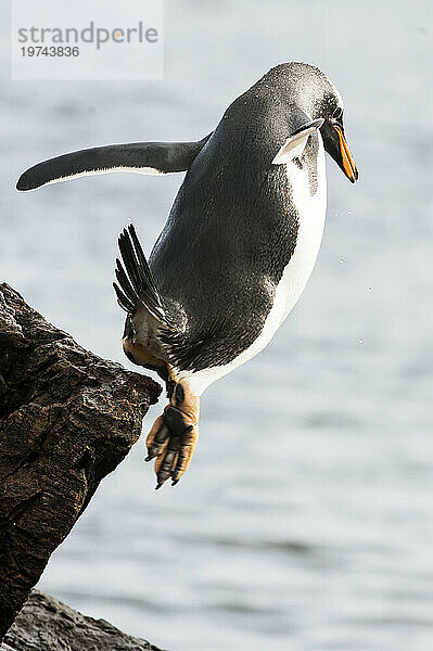 Eselspinguin (Pygoscelis papua) springt von einem Felsvorsprung ins Wasser; Falkland Inseln