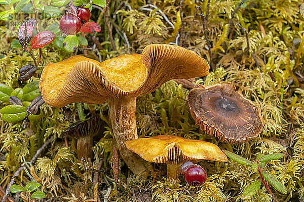 Pilz (Hygrophoropsidaceae) im Unterholz des Yukon-Waldes; Yukon  Kanada