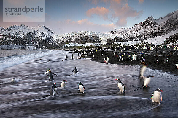 Königspinguine (Aptenodytes patagonicus) am Ufer von Gold Harbor auf South Georgia Island; Insel Südgeorgien