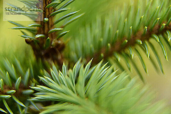 Nahaufnahme einer jungen Sitka-Fichte (Picea sitchensis)  der Nadeln und Äste; Inside Passage  Alaska  Vereinigte Staaten von Amerika