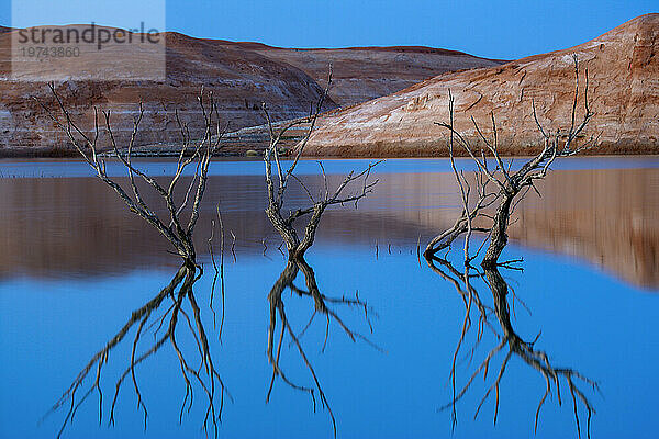 Spiegelungen von Pappelzweigen in der Halls Creek Bay  Glen Canyon National Recreation Area  Utah  USA; Utah  Vereinigte Staaten von Amerika