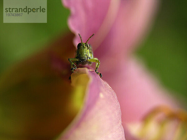 Heuschrecke auf einer Taglilienblüte