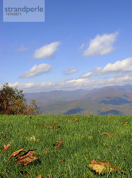 Autumn Leaves rest on a grassy knoll overlooking the Craggy Mountains under a blue sky; North Carolina  United States of America
