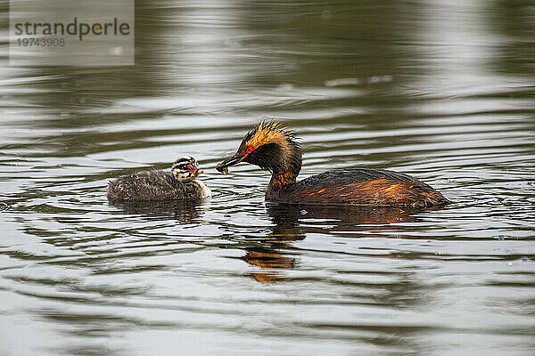 Gehörnter Haubentaucher (Podiceps auritus) füttert sein Küken beim Schwimmen in einem Teich auf dem Campus der University of Alaska Fairbanks; Fairbanks  Alaska  Vereinigte Staaten von Amerika