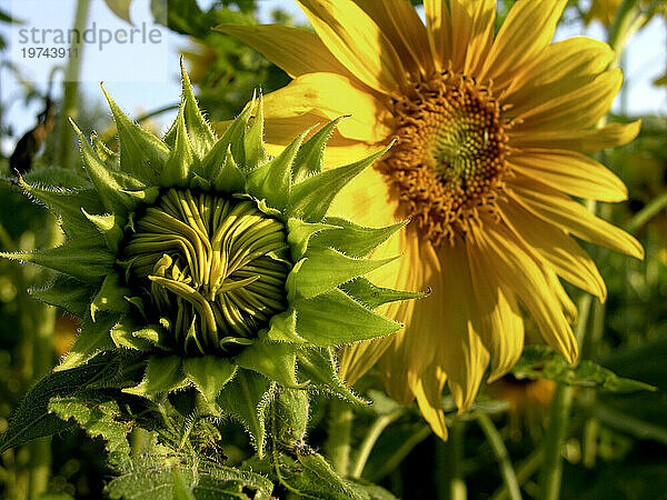 Nahaufnahme einer Sonnenblumenknospe und einer Blüte (Helianthus); Asheville  North Carolina  Vereinigte Staaten von Amerika