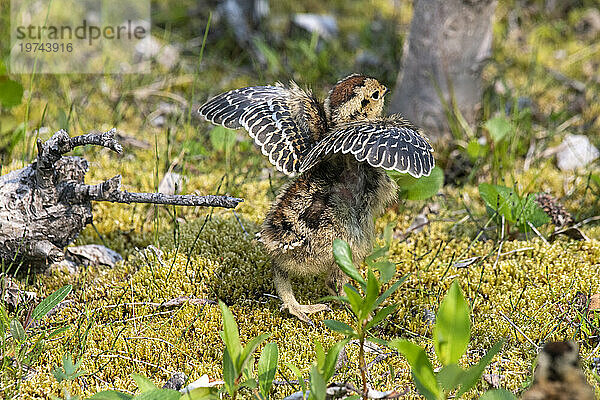 Blick von hinten auf ein Küken des Weidenschneehuhns (Lagopus lagopus)  Staatsvogel Alaskas  das seine winzigen Flügel entlang des Savage River Loop Trail im Denali-Nationalpark ausbreitet; Denali-Nationalpark  Alaska  Vereinigte Staaten von Amerika