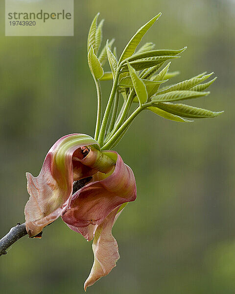 Nahaufnahme der Blätter der Gelben Rosskastanie (Aesculus flava)  wie sie im Frühling zum ersten Mal erscheinen; Fairview  North Carolina  Vereinigte Staaten von Amerika