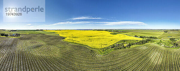 Luftpanorama eines goldenen Rapsfeldes  umgeben von Erntelinien eines gemähten Getreidefeldes mit blauem Himmel und einem Sonnenstrahl; Nordöstlich von Calgary  Alberta  Kanada