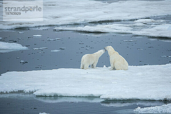 Eisbärjunges (Ursus maritimus) schmiegt sich an das Gesicht seiner Mutter; Storfjord  Spitzbergen  Norwegen