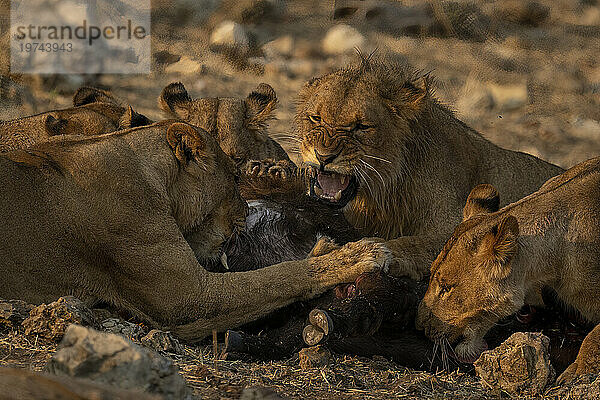 Nahaufnahme eines männlichen Löwen  der Löwinnen anknurrt  während er sich in der Savanne im Chobe-Nationalpark von Beute ernährt; Chobe  Botswana