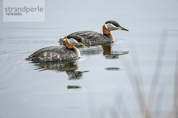 Nahaufnahme eines Paares paarender Rothalstaucher (Podiceps grisegena)  die in einem Teich in der Nähe des 108 Mile Heritage House am Cariboo Highway in British Columbia schwimmen; British Columbia  Kanada