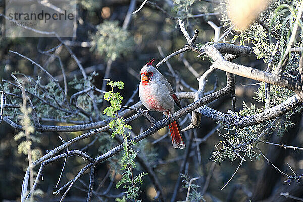 Leuchtend gefärbte Pyrrhuloxia (Cardinalis sinuatus) in den Chiricahua Mountains im Südosten von Arizona  USA; Portal  Arizona  Vereinigte Staaten von Amerika