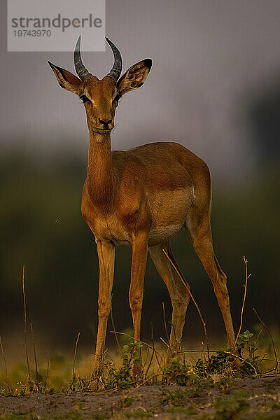 Nahaufnahme eines jungen männlichen Impalas (Aepyceros melampus)  der im Chobe-Nationalpark vor der Kamera steht; Chobe  Bostwana