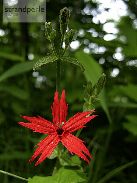 Nahaufnahme einer feuerrosa Blüte (Silene virginica); North Carolina  Vereinigte Staaten von Amerika