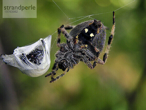 Carolina-Wolfsspinne (Hogna carolinensis) im Netz  mit in Seide gefangener Beute